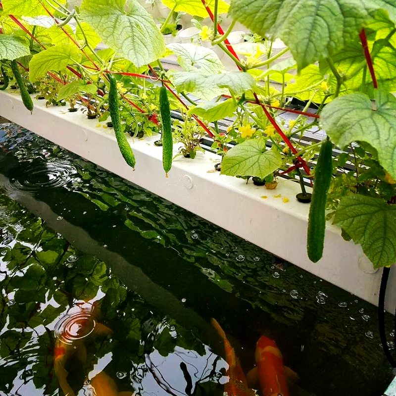 广州市苗床鱼菜共生 - 哪里好