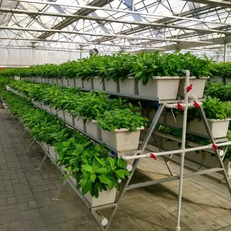 广州市植物工厂大棚 - 厂家